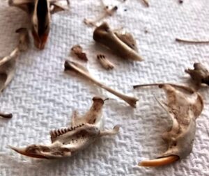 Owl Pellet Dissection by Sciencedipity