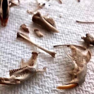 Owl Pellet Dissection by Sciencedipity