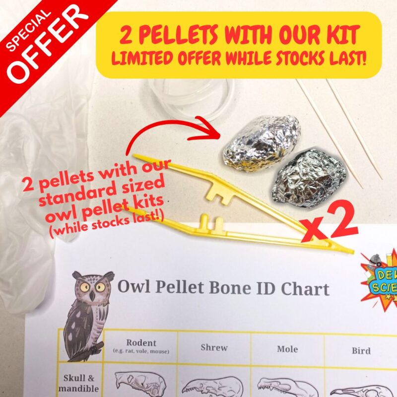 Owl Pellet Dissecting Kit (standard) - WITH A SPECIAL OFFER!
