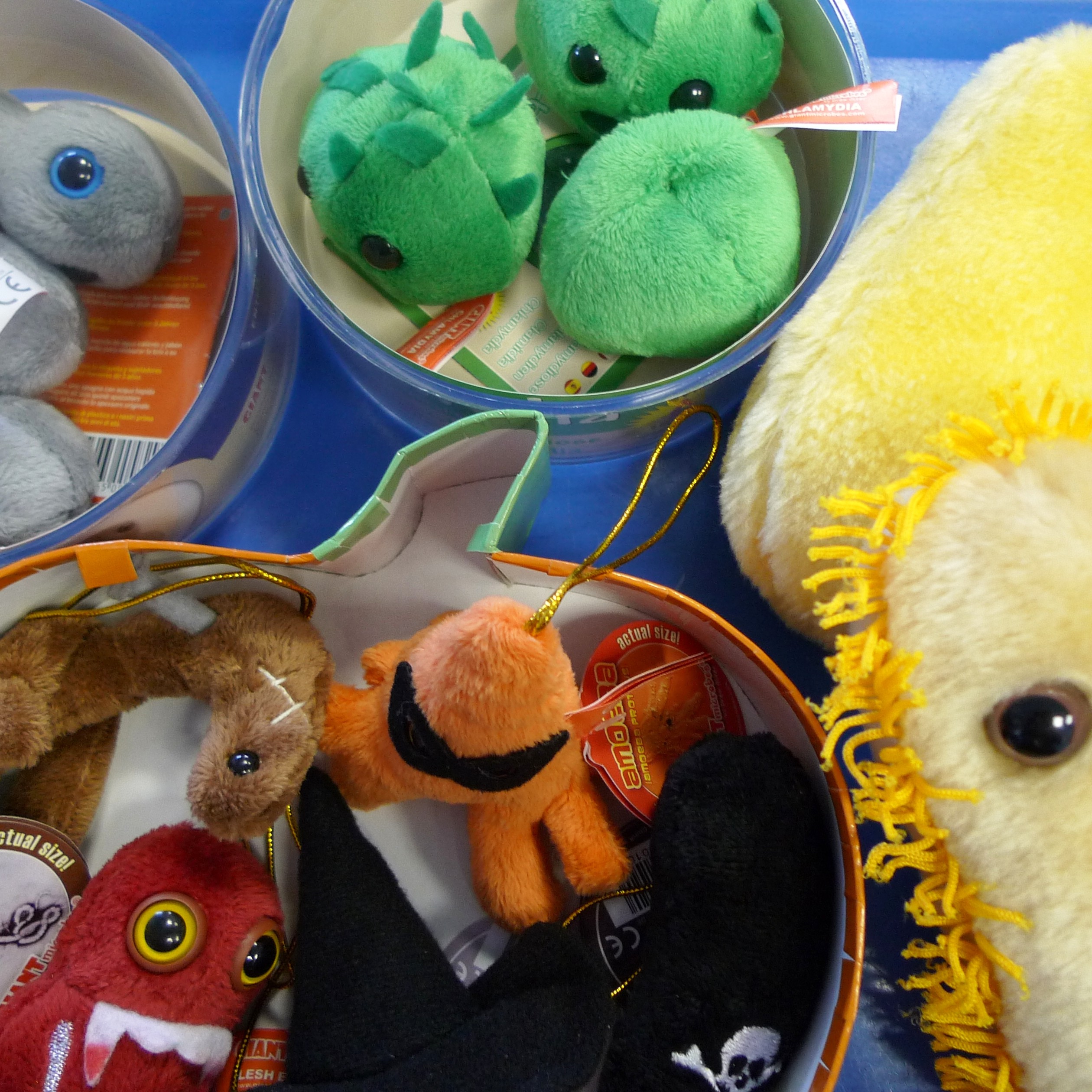 science workshops with Devon Science -microbiology