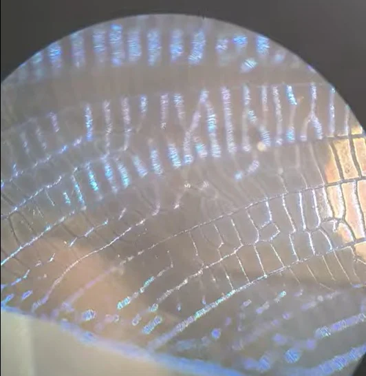 Damselfly wing under the microscope showing blue colour reflecting back