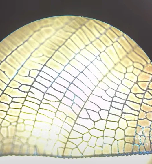 damselfly wing under the microscope