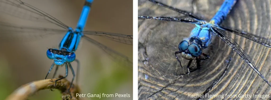 imagine of damselfly's and dragonfly's faces showing how their eye positioning differs